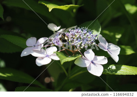花園裡的繡球花和蜜蜂 花園裡的繡球花和蜜蜂 116694832
