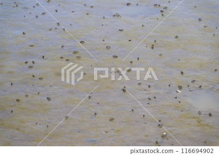 探索海岸、住吉、宇土市長貝海所羅門時可以看到彈塗魚和螃蟹 探索海岸、住吉、宇土市長貝海所羅門時可以看到彈塗魚和螃蟹 116694902