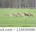 Ezo deer running through farmland 116694986