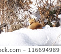 Fox dumplings 116694989