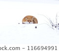 Field Manju 116694991