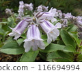 Plump Rock Clover 116694994