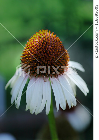 Blooming Echinacea purpurea Blooming Echinacea purpurea 116695005