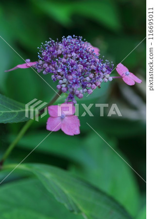 繡球花已經開始綻放 繡球花已經開始綻放 116695011