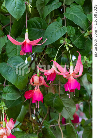 Beautiful pink fuchsia flowers in the garden 116695029