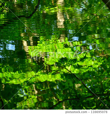 Fresh green lake surface 116695078