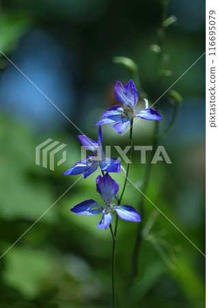 Duranium blooming in the sunlight of spring Duranium blooming in the sunlight of spring 116695079