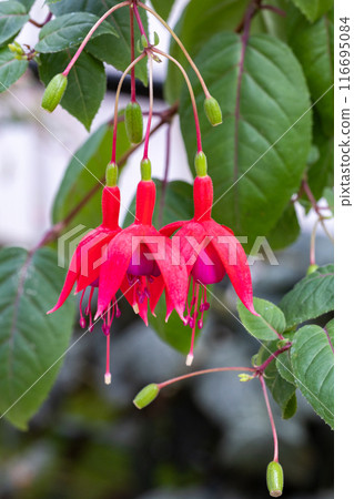 Beautiful red fuchsia flowers in the garden Beautiful red fuchsia flowers in the garden 116695084