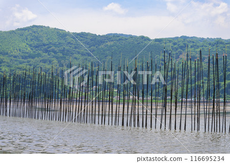 從通往大海的道路可以看到的風景、海藻種植、長貝海正路、住吉、宇土市 從通往大海的道路可以看到的風景、海藻種植、長貝海正路、住吉、宇土市 116695234