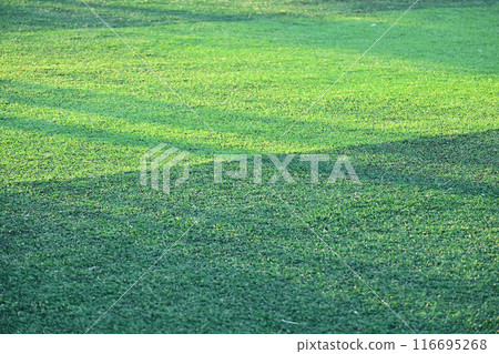 artificial green grass soccer field with sunlight, training football yard 116695268