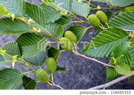Lush green alder seeds in early summer Lush green alder seeds in early summer 116695355