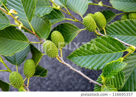 Lush green alder seeds in early summer Lush green alder seeds in early summer 116695357