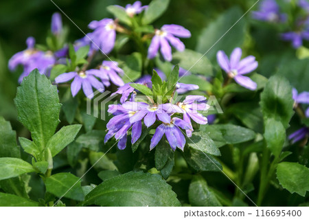 Scaevola aemula is known as the blue fan flower Scaevola aemula is known as the blue fan flower 116695400