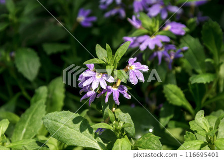 Scaevola aemula is known as the blue fan flower 116695401