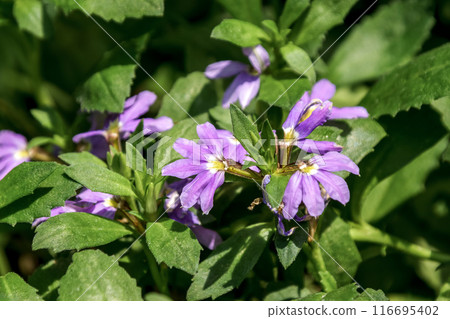 Scaevola aemula 又稱藍扇花。 Scaevola aemula 又稱藍扇花。 116695402