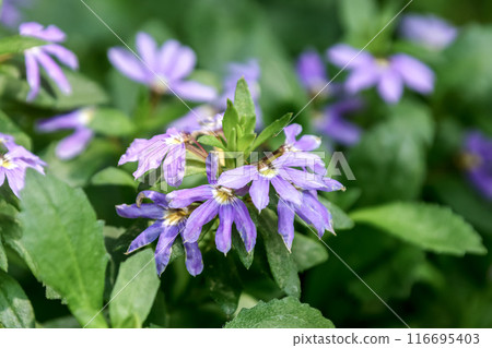 Scaevola aemula is known as the blue fan flower Scaevola aemula is known as the blue fan flower 116695403