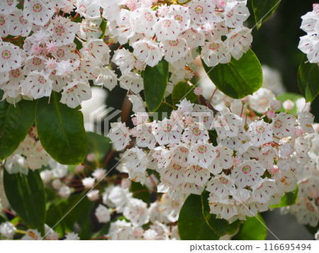 Karmia Karmia 116695494