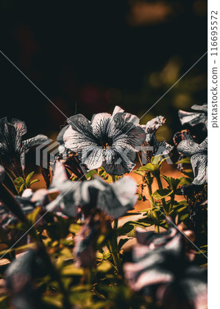 枯萎的花朵 枯萎的花朵 116695572