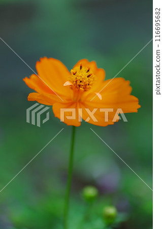 Orange yellow cosmos blooming in the spring field Orange yellow cosmos blooming in the spring field 116695682