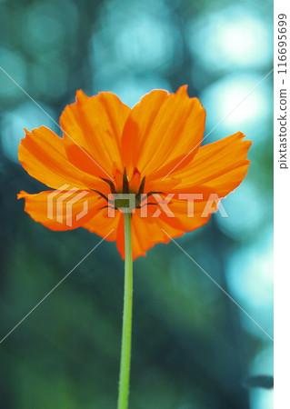 Bright orange yellow cosmos 116695699