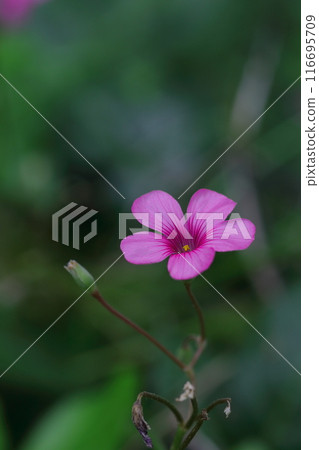 Oxalis tuberosa blooming in the spring field 116695709