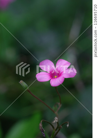 Dainty caterpillars blooming in a spring field 116695710