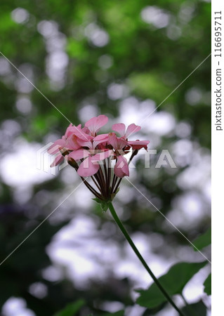 Rose geranium in bokeh Rose geranium in bokeh 116695711