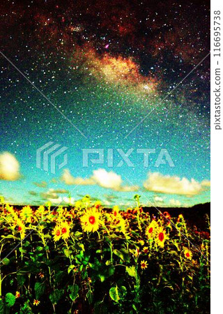 Sunflower field and the Milky Way Galaxy 116695738