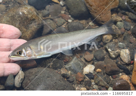 Ayu caught in the Tone River 116695817