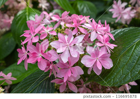 Beautiful hydrangea dance party flowers blooming in early summer garden Beautiful hydrangea dance party flowers blooming in early summer garden 116695878