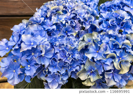Beautiful artificial blue hydrangea flowers blooming in the garden 116695991