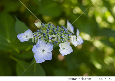 hydrangea   116696039