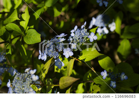 hydrangea   116696083