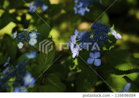 hydrangea   116696084