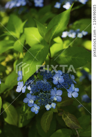 hydrangea   116696085