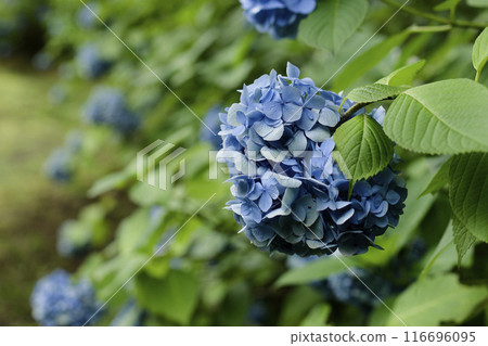 hydrangea hydrangea 116696095