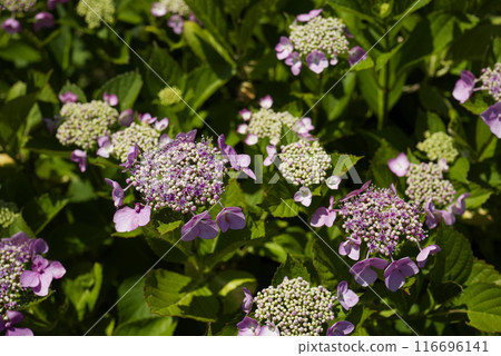 hydrangea   116696141
