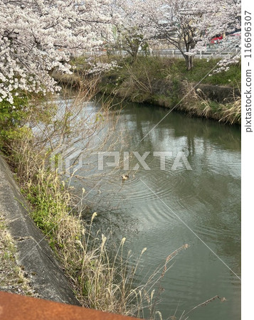 在河的櫻桃樹 在河的櫻桃樹 116696307