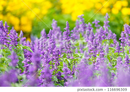 Flowers from early summer to autumn: Blue salvia flower field Flowers from early summer to autumn: Blue salvia flower field 116696309