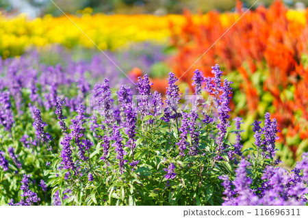 Flowers from early summer to autumn: Blue salvia flower field 116696311