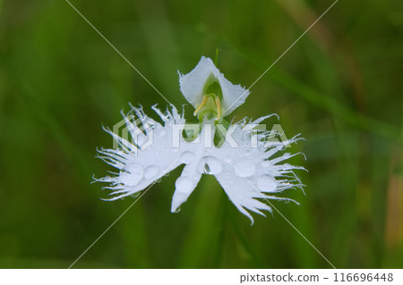 處女草 處女草 116696448