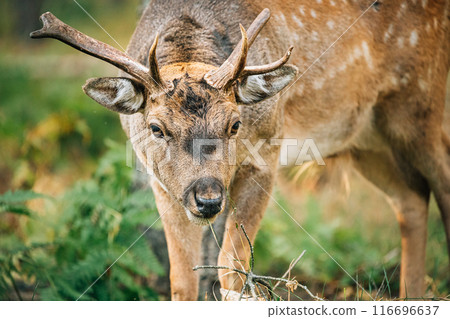 Fallow Deer Doe female Or Dama Dama Grazes In Meadow At Edge Of Forest. European Wildlife Nature. Wild Animals Of Europe, America And Scandinavia. Young Fallow Deer Fallow Deer Doe female Or Dama Dama Grazes In Meadow At Edge Of Forest. European Wildlife Nature. Wild Animals Of Europe, America And Scandinavia. Young Fallow Deer 116696637
