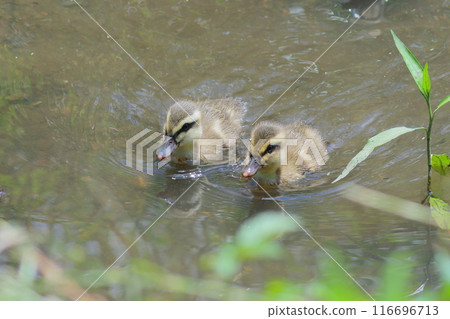 Spot-billed ducklings swimming side by side Spot-billed ducklings swimming side by side 116696713