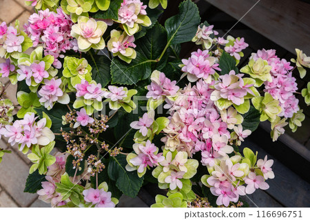 Beautiful pink hydrangea flowers blooming in the garden in early summer Beautiful pink hydrangea flowers blooming in the garden in early summer 116696751