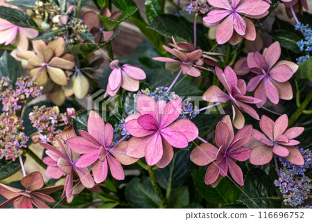 初夏花園裡美麗的粉紅色繡球花綻放 116696752