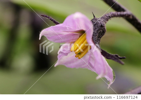 茄子淺紫色的花 茄子淺紫色的花 116697124
