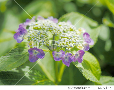 Hydrangea hydrangea blooming during the rainy season 116697186