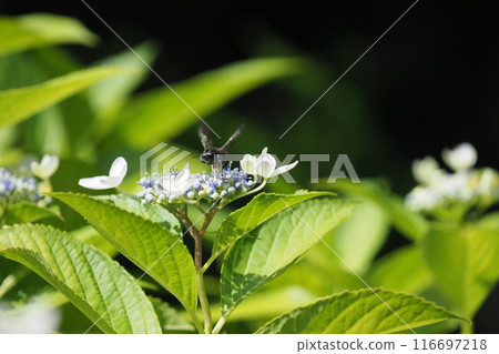 花園裡的繡球花和蜜蜂 116697218