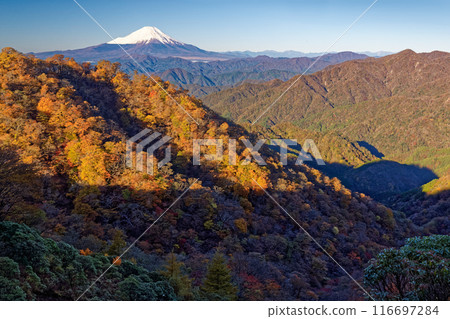 從丹澤的塔野岳正下方看到的鍋割山脊和富士山的黃色山毛櫸葉子 從丹澤的塔野岳正下方看到的鍋割山脊和富士山的黃色山毛櫸葉子 116697284