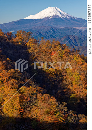 從丹澤的塔野岳正下方看到的鍋割山脊和富士山的黃色山毛櫸葉子 從丹澤的塔野岳正下方看到的鍋割山脊和富士山的黃色山毛櫸葉子 116697285